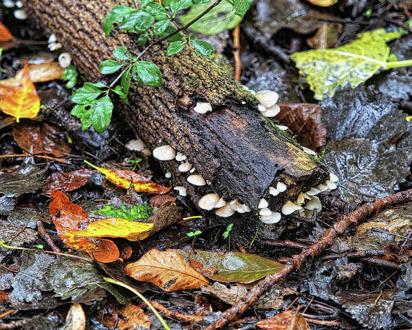 Mushrooms Art Print featuring the photograph Natures Canvas II by Scott Olsen