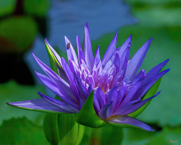 Nature Art Print featuring the photograph Nymphaea Water Lily DTHN0316 by Gerry Gantt