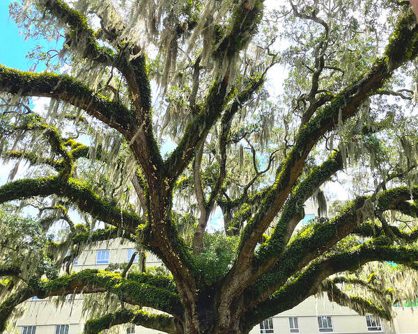 Tree Art Print featuring the photograph Oak With Spanish Moss by Lee Darnell