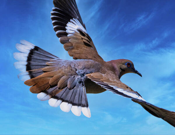 Dove Art Print featuring the photograph On The Wings of a Dove by Stephen Anderson