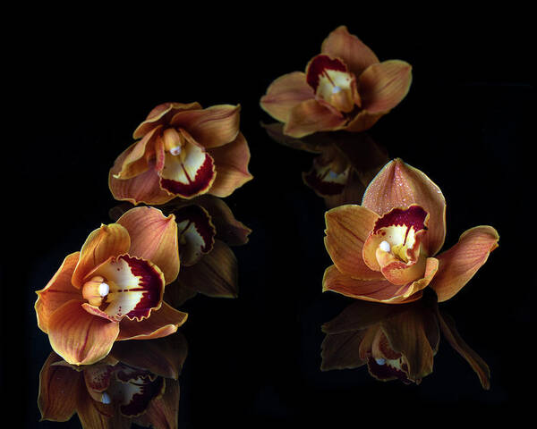 Orchids Art Print featuring the photograph Orange Cymbidium Orchid III by Lily Malor