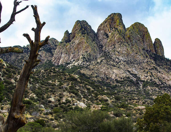 Organ Mountains Art Print featuring the photograph Organ Mountains NM by Elaine Webster