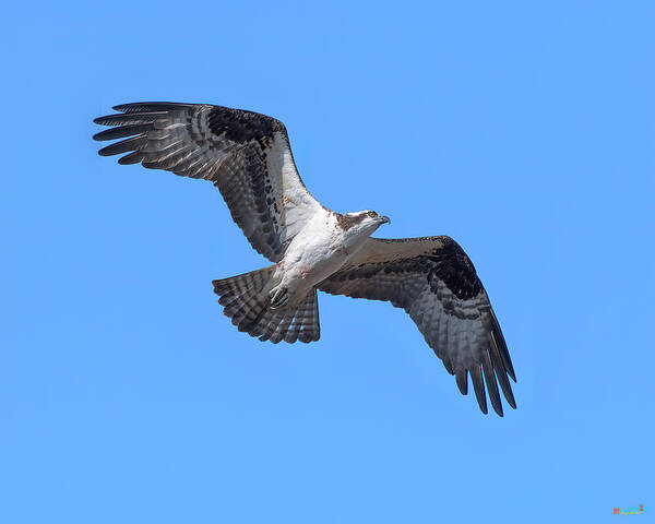 Nature Art Print featuring the photograph Osprey in Flight DRB0282 by Gerry Gantt