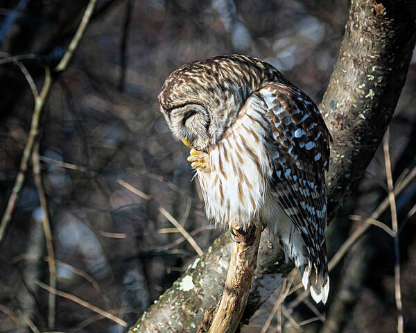 Owl Art Print featuring the photograph Owl Prayer by Jaki Miller