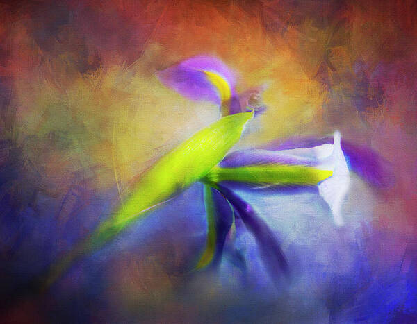 Iris Art Print featuring the photograph Painted Siberian Iris by Theresa Tahara