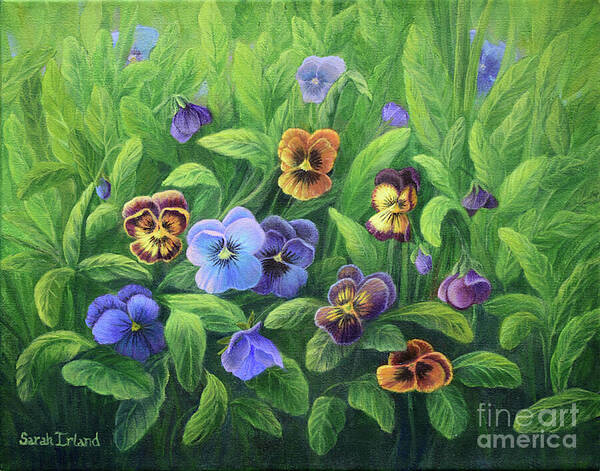 Pansies Art Print featuring the painting Pansies for Barbara by Sarah Irland