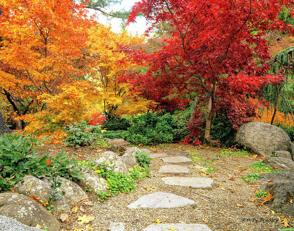 Trees Art Print featuring the photograph Path Through Autumn by Randy Bradley