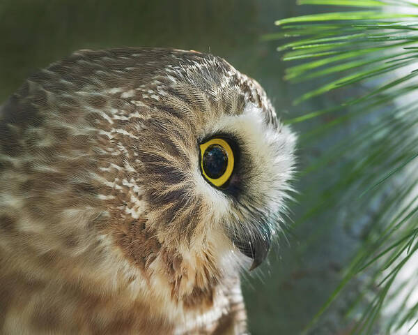 Northern Saw-whet Owl Art Print featuring the photograph Peeking Out by CR Courson