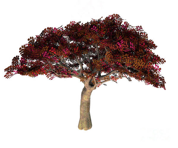 Persian Ironwood Tree Art Print featuring the digital art Persian Ironwood Tree by Corey Ford
