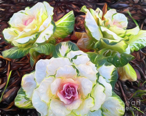 Cabbage Art Print featuring the photograph Pigeon White Cabbage Grouping by Amy Dundon