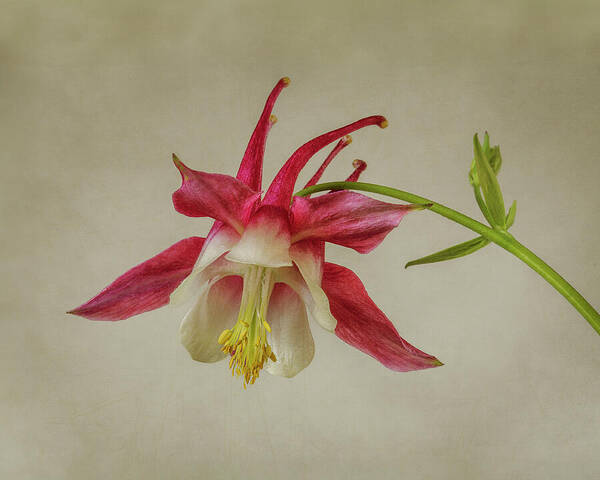 Columbine Art Print featuring the photograph Pink Columbine Wildflower #1 by Patti Deters