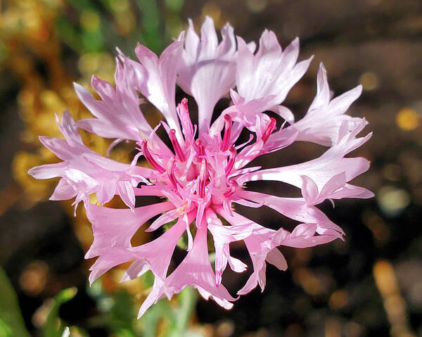 Centaurea Cyanus Art Print featuring the photograph Pink Cornflower by Jean Evans