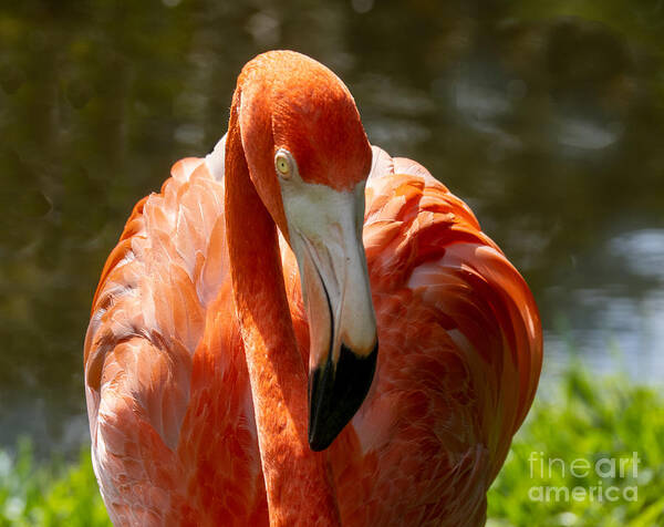 Flamingo Art Print featuring the photograph Pink Flamingo at Sarasota Jungle Gardens by L Bosco