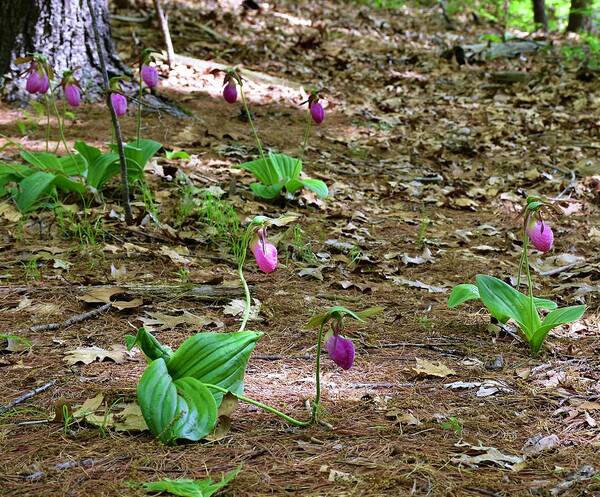 Pink Lady's Slippers Art Print featuring the photograph Pink lady's slippers by Monika Salvan