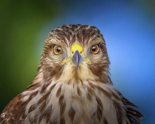 Red Shouldered Hawk Art Print featuring the photograph Portrait of a Raptor by Mark Andrew Thomas