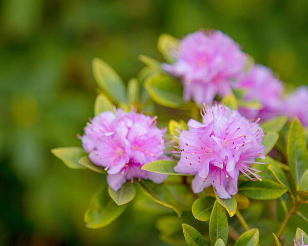 Rhododendron Art Print featuring the photograph Pretty in Pink by Rod Best
