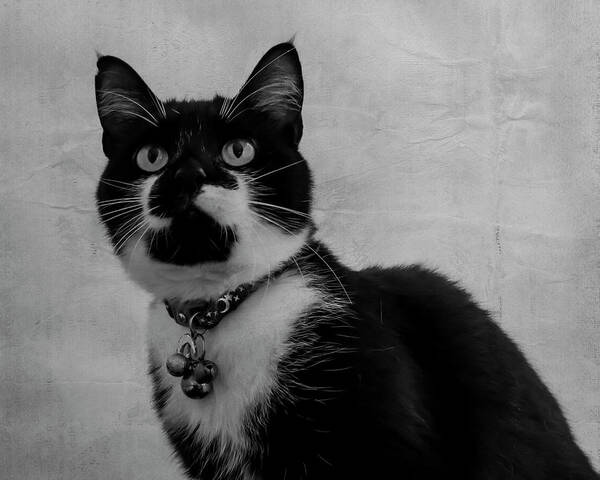 Cat Art Print featuring the photograph Pretty Kitty by Cathy Kovarik