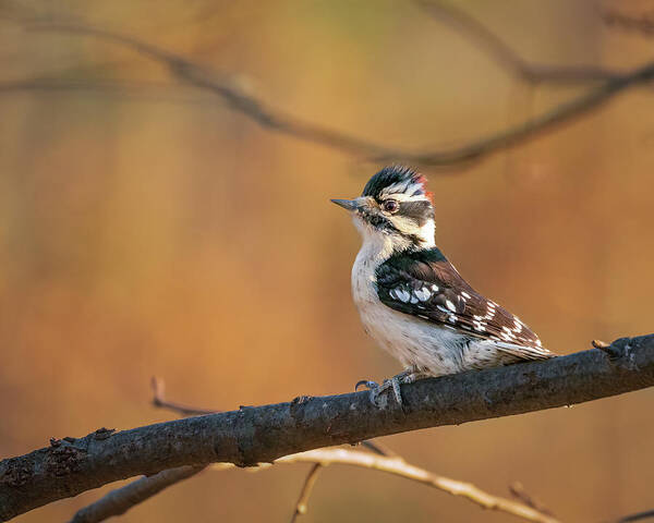 Nature Art Print featuring the photograph Proud Downy Woodpecker by Kristia Adams