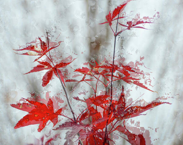 Rain Art Print featuring the photograph Rain on the Red Maple Leaves by Debra Martz
