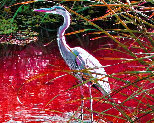 Bird Art Print featuring the photograph Red River Heron by Andrew Lawrence