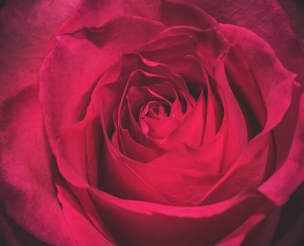 Red Art Print featuring the photograph Red Rose by Anamar Pictures
