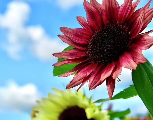 Sunflower Art Print featuring the photograph Red Sunflower by Mike Reilly