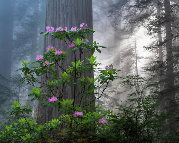 Trees Art Print featuring the photograph Rhodie Crown by Chuck Jason