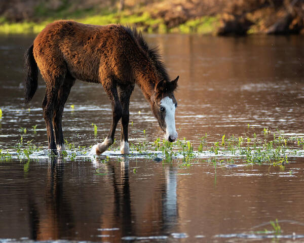 Wild Horses Art Print featuring the photograph River foal by Mary Hone