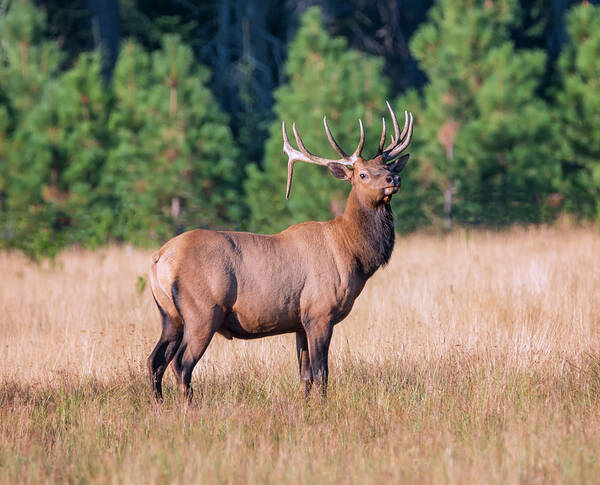 Loree Johnson Photography Art Print featuring the photograph Rocky Mountain Bull Elk by Loree Johnson
