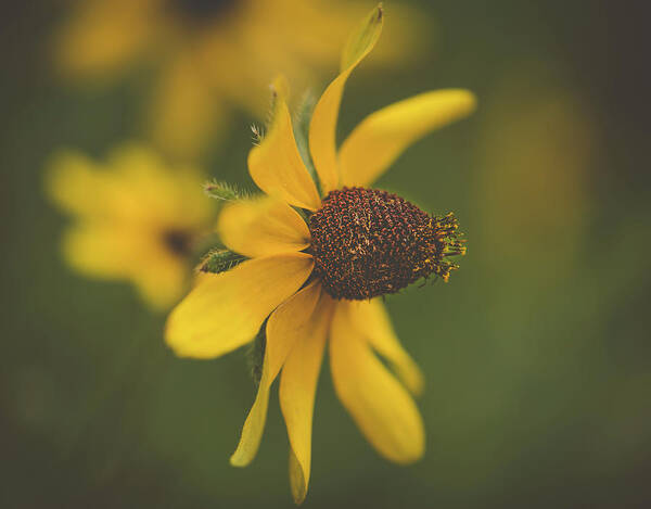 Rudbeckia Art Print featuring the photograph Rudbeckia by Lori Rowland