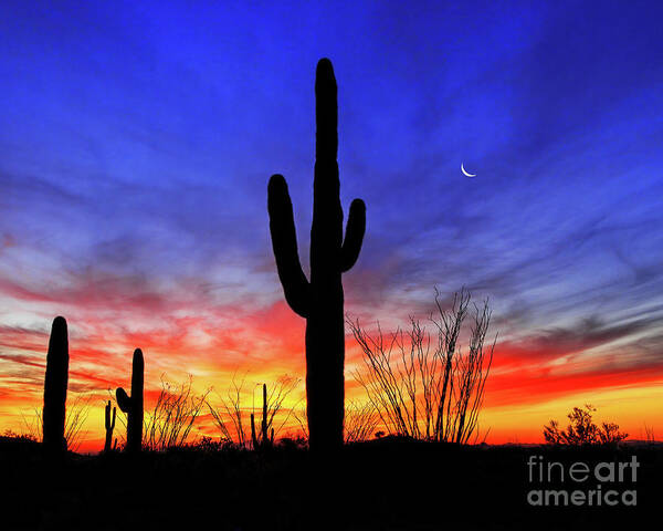 Moon Art Print featuring the photograph Saguaro Ocotillo Sunset Crescent Moon, Arizona by Don Schimmel