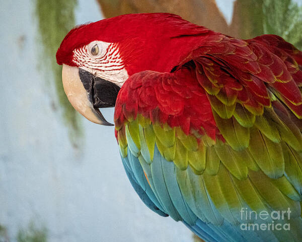 Scarlet Macaw Art Print featuring the photograph Scarlet Macaw at the Sarasota Jungle Gardens 2 by L Bosco