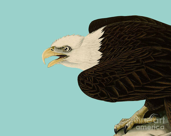 Bald Eagle Art Print featuring the digital art Sea Eagle by Madame Memento