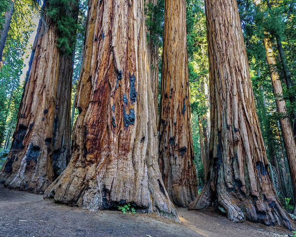 Sequoia National Park Art Print featuring the photograph Senate Group by Brett Harvey