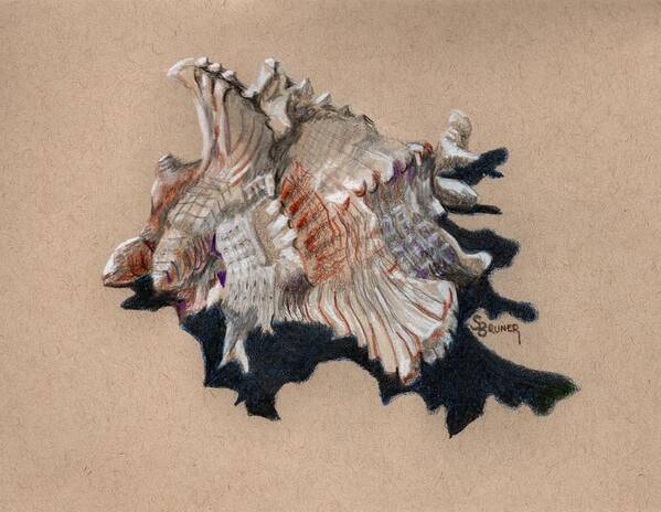 Shell Art Print featuring the drawing Shell Study 002e by Susan Bruner