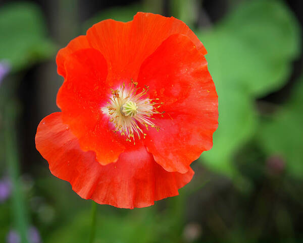 Shirley Poppy Art Print featuring the photograph Shirley Poppy 2022-1 by Thomas Young