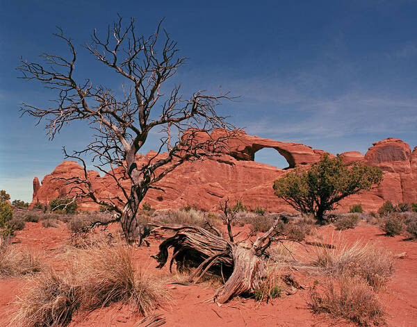 Tom Daniel Art Print featuring the photograph Skyline Arch by Tom Daniel