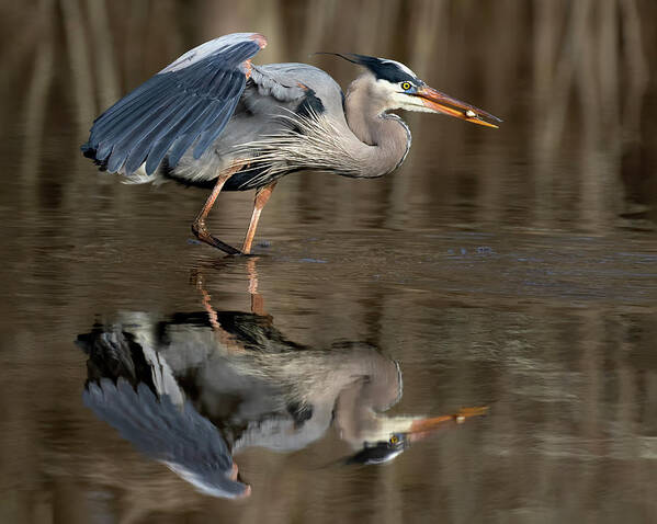 Great Blue Art Print featuring the photograph Small Prize by Art Cole