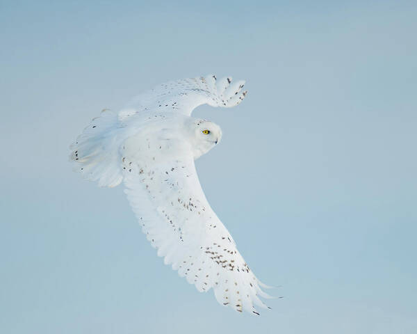 Owls Art Print featuring the photograph Snowy Against Blue Sky by CR Courson