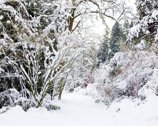 Snow Art Print featuring the photograph Snowy Path by Lupen Grainne