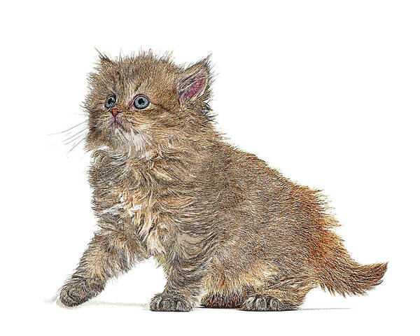 Omg Art Print featuring the painting So adorable omg, Kitten British Longhair Cat by Custom Pet Portrait Art Studio