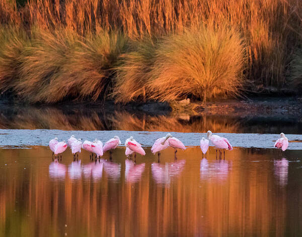 Roseate Spoonbills Art Print featuring the photograph Spoonbills at Dawn by Jim Miller