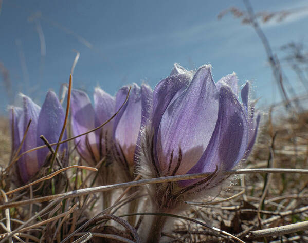 Pasqueflower Art Print featuring the photograph Spring Pasqueflower by Phil And Karen Rispin