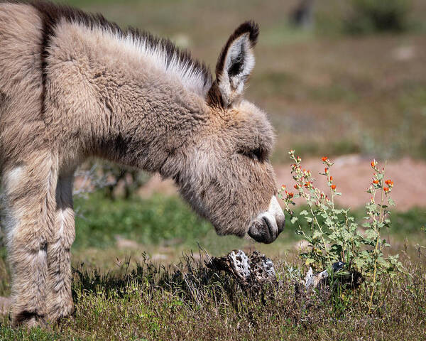 Wild Burros Art Print featuring the photograph Stop and smell the flowers by Mary Hone