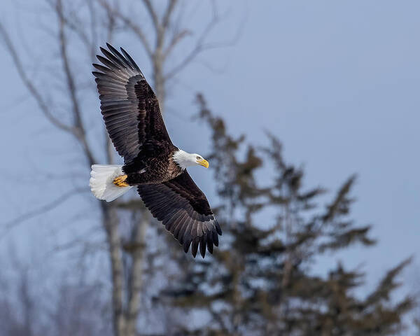 Eagle Art Print featuring the photograph Strength and Grace by Rod Best