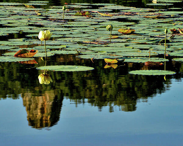 Sugarloaf Art Print featuring the photograph Sugarloaf Reflection by Susie Loechler