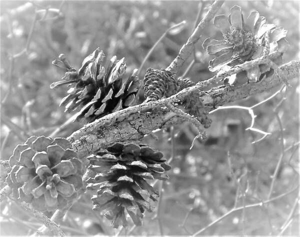 Pine Cones Art Print featuring the photograph Sun-bleached Pine Cones by Linda Stern
