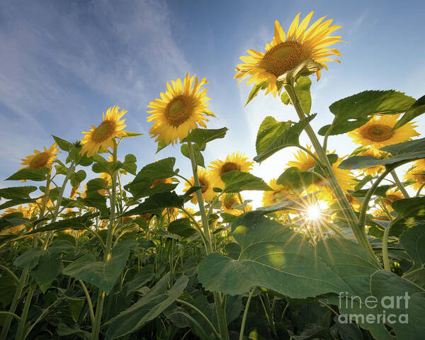 Minnesota Art Print featuring the photograph Sun Rays and Sunflowers by Ernesto Ruiz