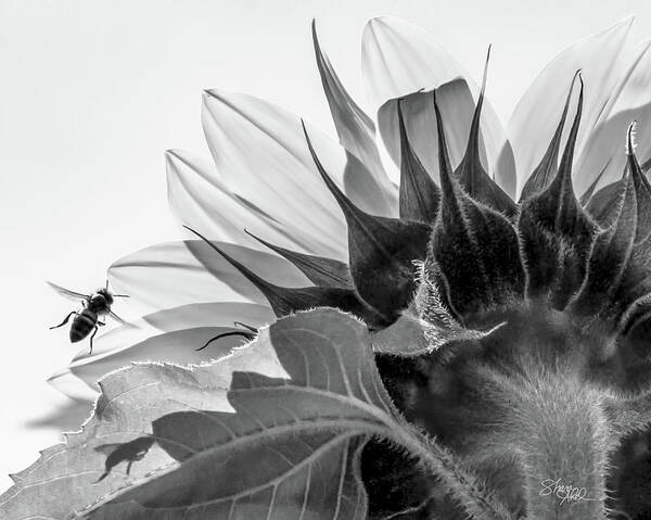 Sunflower Art Print featuring the photograph Sunflower and the Busy Bee by Shara Abel