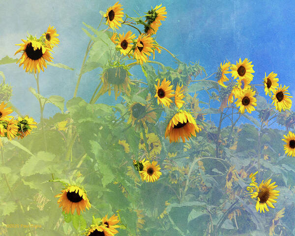 Sunflower Art Print featuring the photograph Sunflowers Color Burst by Paul Giglia